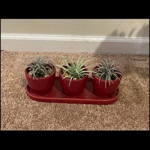 Red Ceramic Planter Set with Air Plants